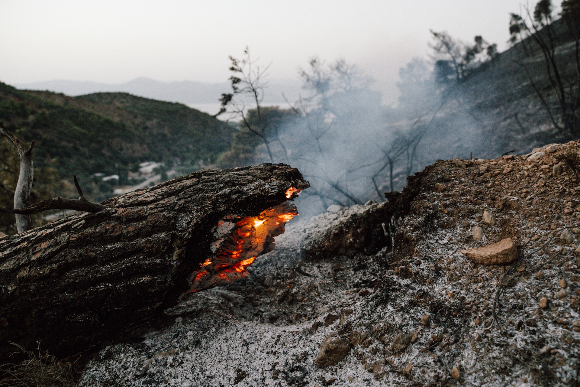 What Happens To Our Planet’s Wildlife After Natural Disasters? – The ...