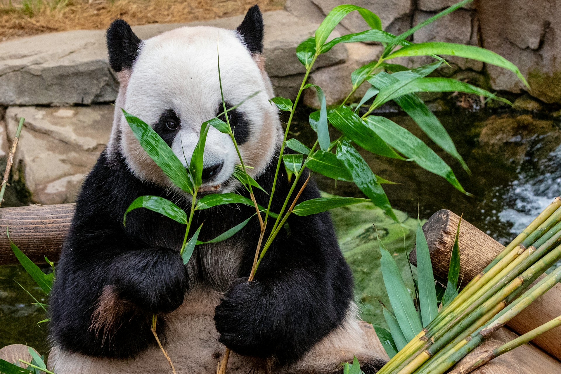 20 Deadliest Animals That Look Completely Harmless – The Nature Network