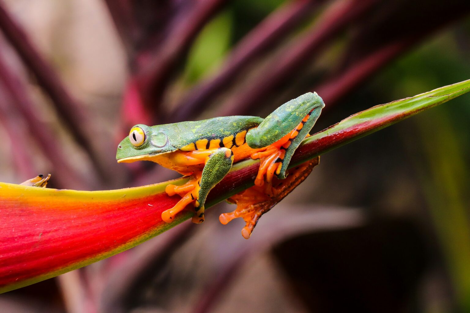 Frogs Are Facing Extinction, But Why Are They So Important To Save ...