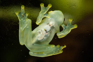 Frogs Are Facing Extinction, But Why Are They So Important To Save ...