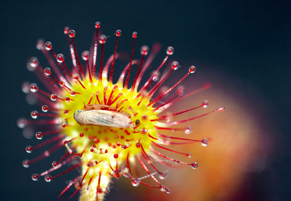 Sundew Plant Python Code Image Meet the Sundew, the Plant That Eats Insects Alive – The Nature Network