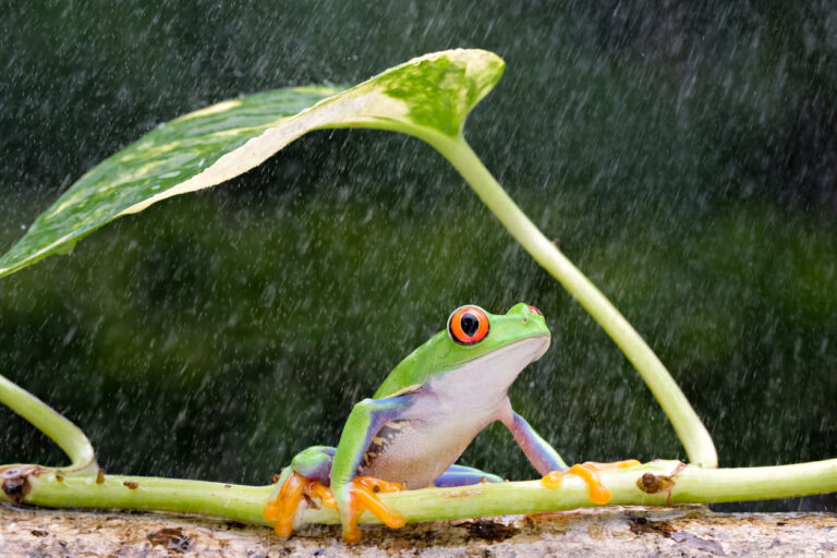 Frogs Are Facing Extinction, But Why Are They So Important To Save ...