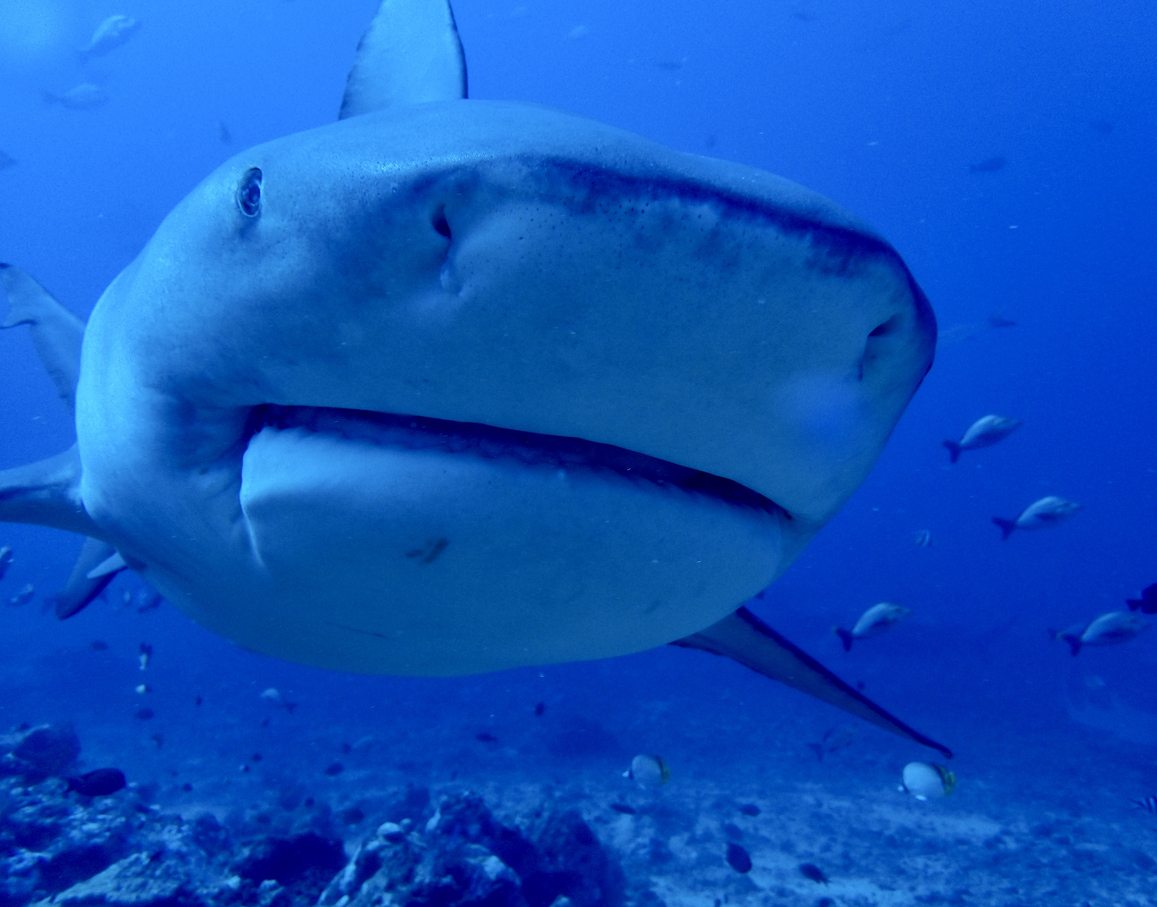 The Truth About Sharks And Blood—They’re Not As Obsessed As You Think