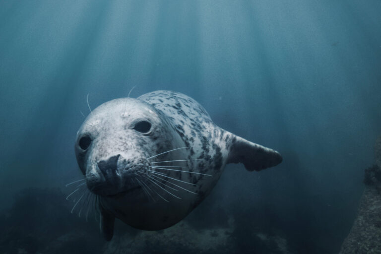 seal-vs-sea-lion-12-differences-that-go-beyond-the-flippers-the