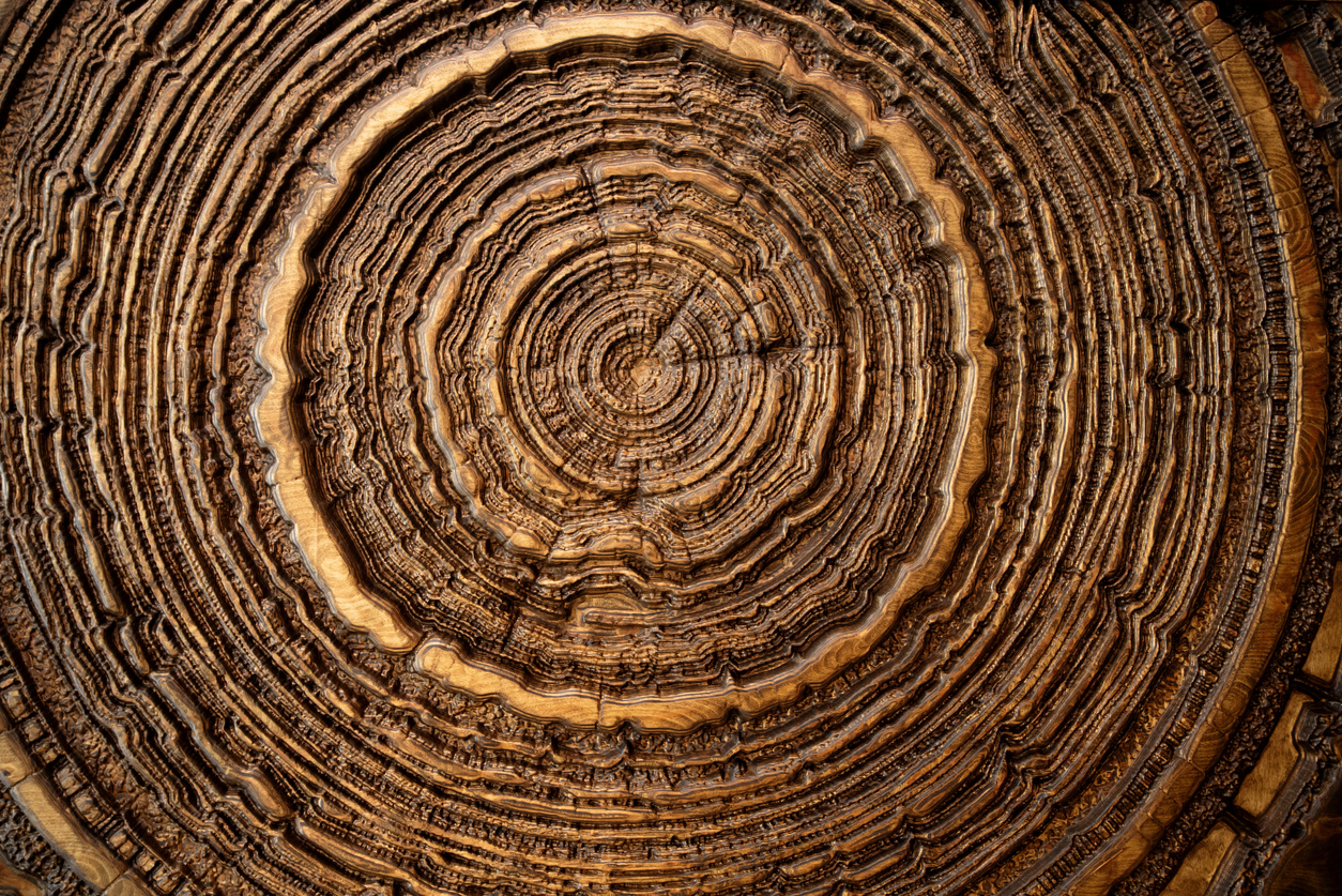 Tree Trunks With Rings What Can Rings And Black Lines in Tree Trunks Tell Us? – The Nature Network