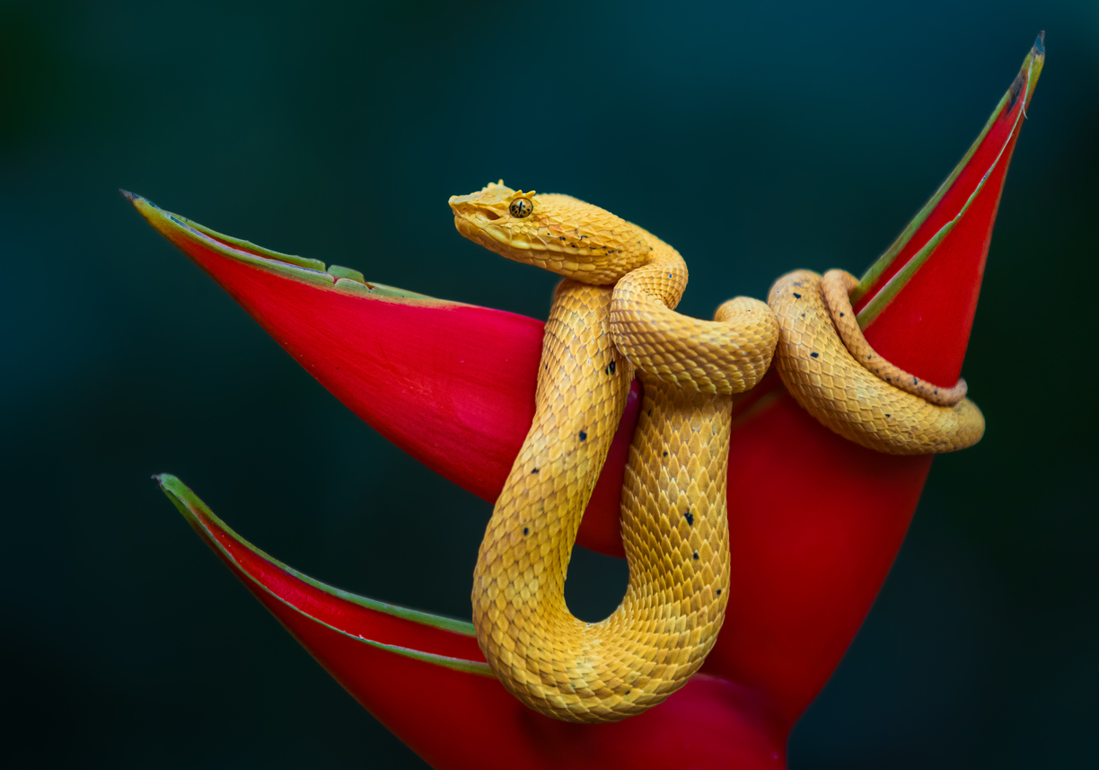 The Most Beautiful Snakes On Earth (That You’d Still Want To Avoid ...