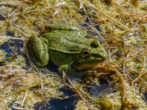 Frogs Are Facing Extinction, But Why Are They So Important To Save ...