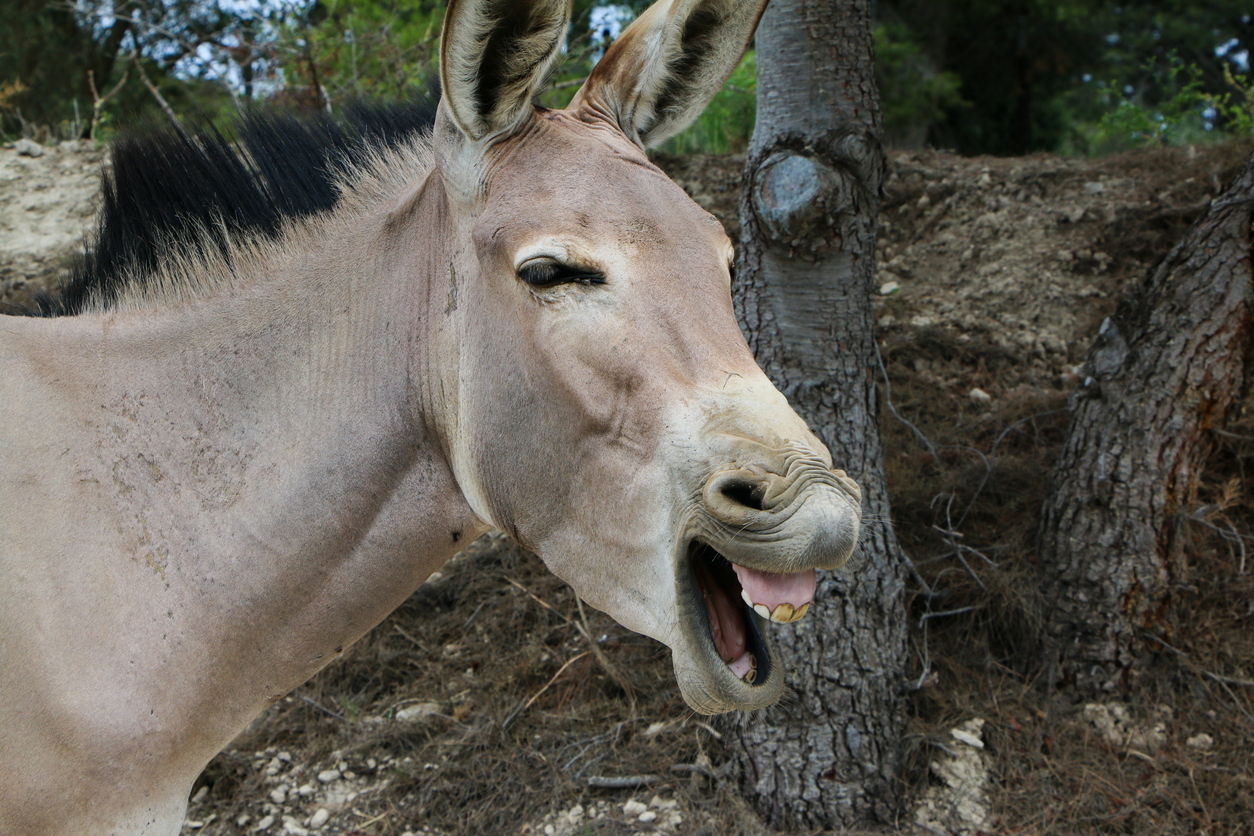 Donkey Or Mule? 13 Major Differences Between The Two – The Nature Network