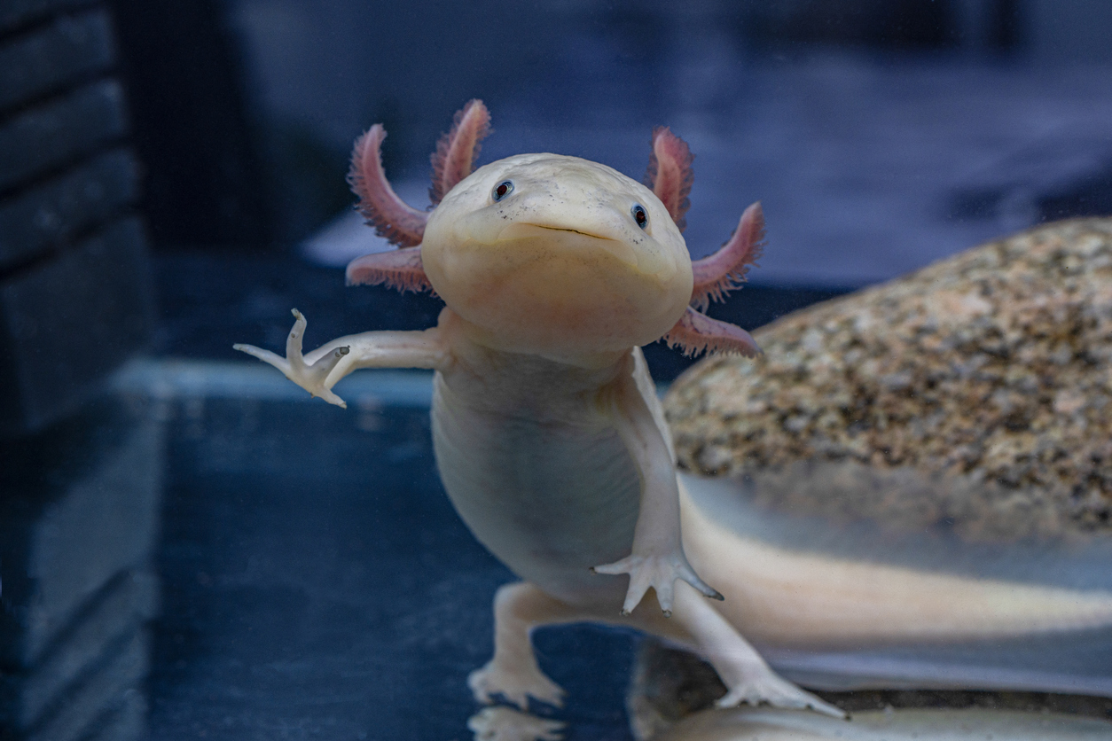 Some Of The Weirdest Fish In The World – The Nature Network