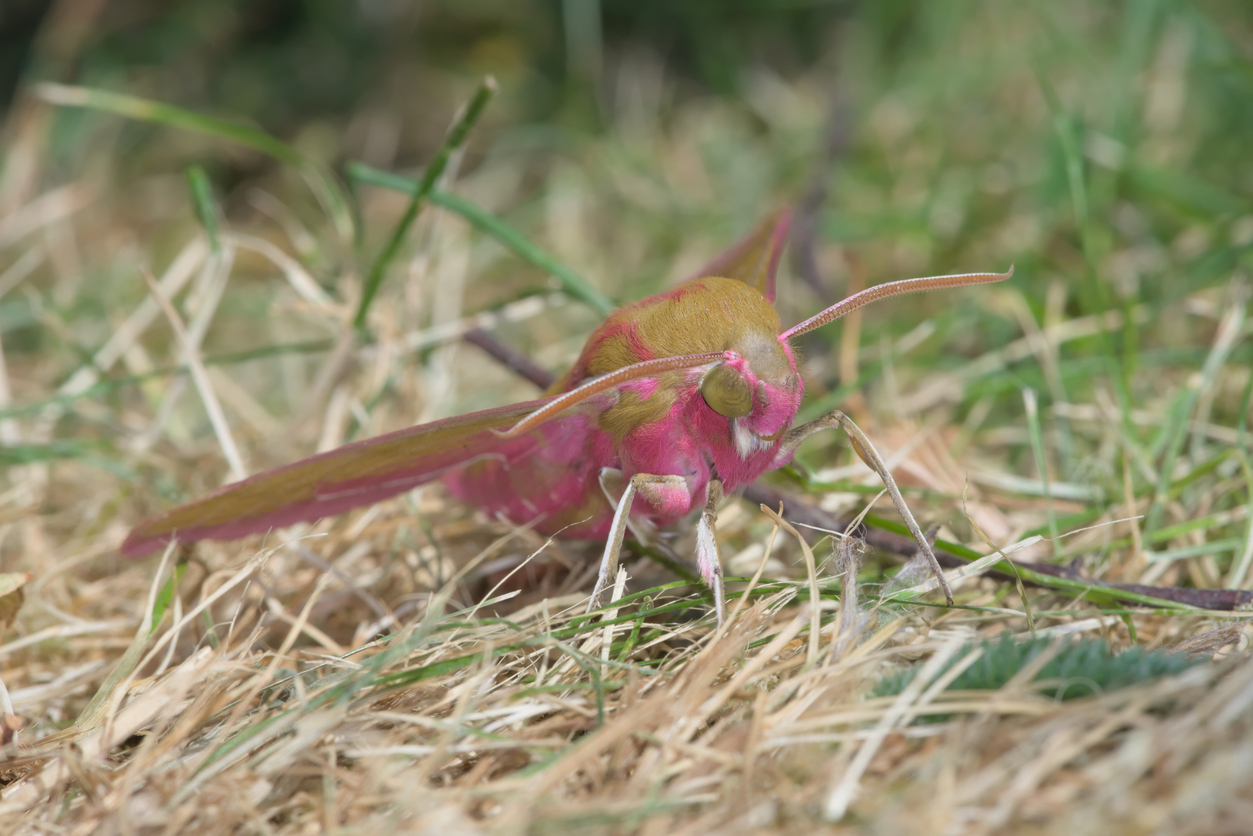 Predatory Moth Meet the Moth That Tricks Predators With Fake Eyes – The Nature Network