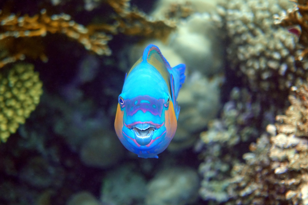 Some Of The Weirdest Fish In The World – The Nature Network