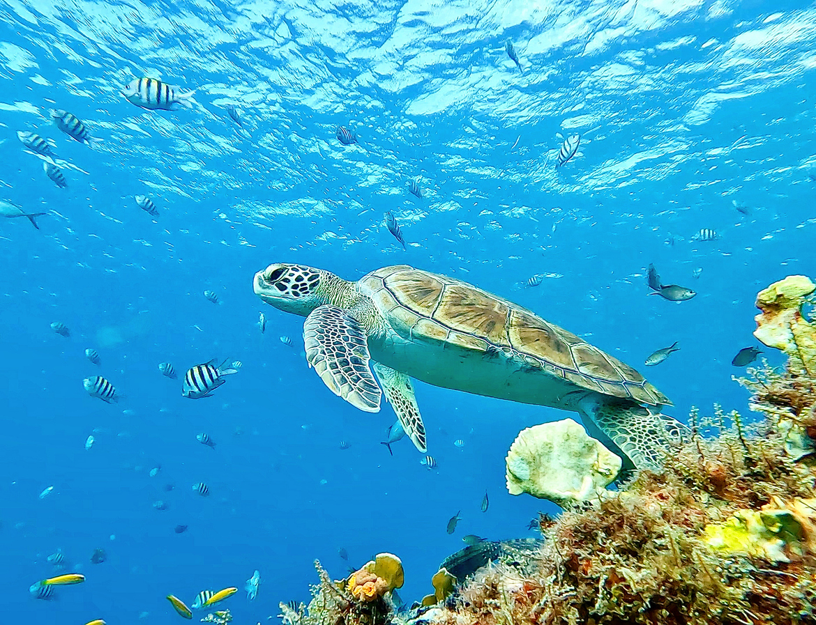 The 7 Sea Turtle Species And Where They Live – The Nature Network