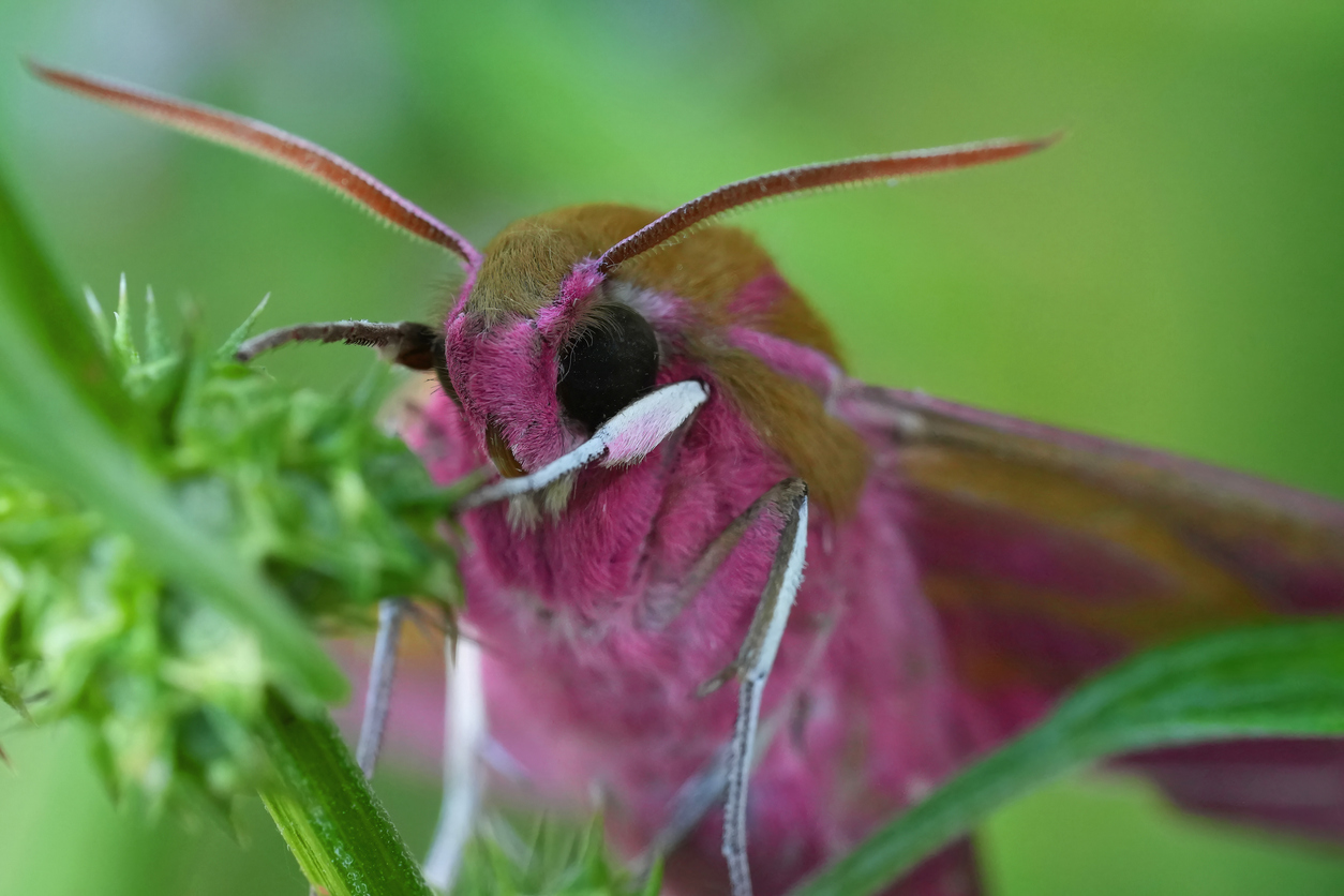Predatory Moth Meet the Moth That Tricks Predators With Fake Eyes – The Nature Network