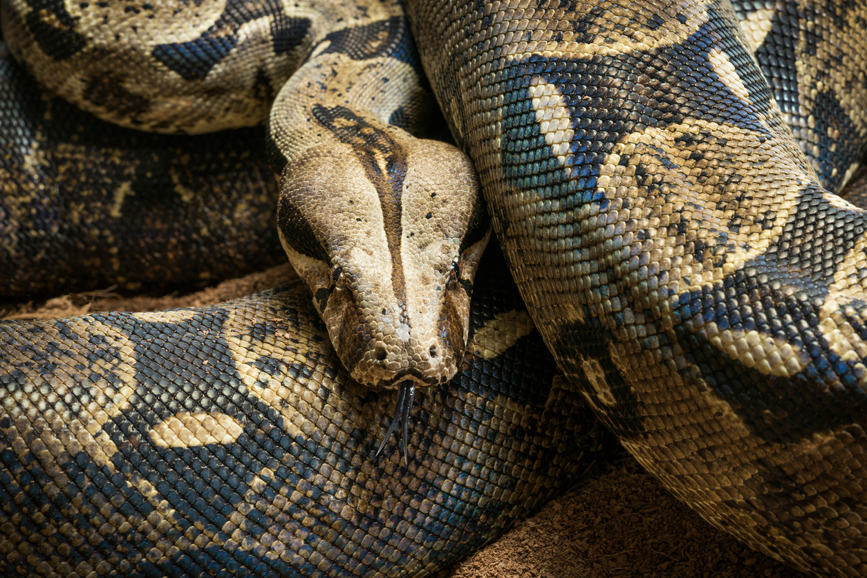 All About The Boa Constrictor: Things Worth Knowing About This Powerful ...