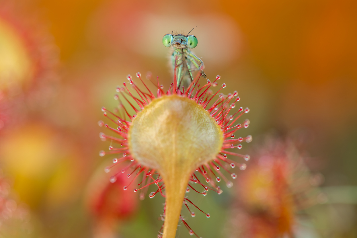Sundew Plant Python Code Image Meet the Sundew, the Plant That Eats Insects Alive – The Nature Network