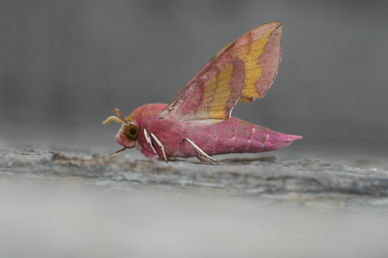 Predatory Moth Meet the Moth That Tricks Predators With Fake Eyes – The Nature Network